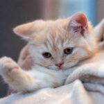 Javni poziv za imenovanje sodnih izvedencev in sodnih cenilcev iz seznama področij in podpodročij sodno izvedenskega in sodno cenilskega dela ter sodnih tolmačev iz seznama jezikov